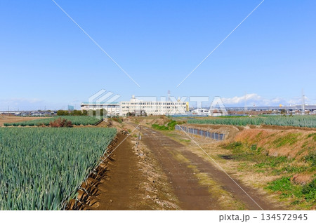 千葉県松戸市矢切の渡し周辺2025年12月 134572945