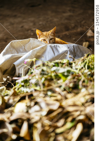 沖縄の野良猫 134572958