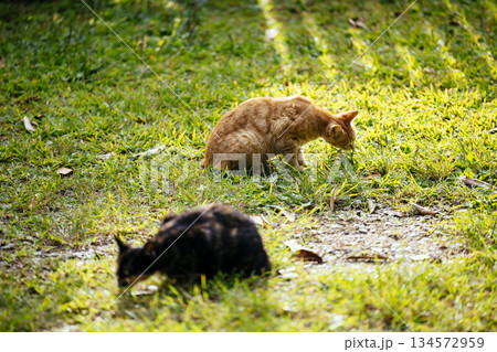 沖縄の野良猫 沖縄の野良猫 134572959