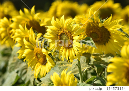 Colorful sunflowers in a flower field on a sunny day with blurry background Colorful sunflowers in a flower field on a sunny day with blurry background 134573134