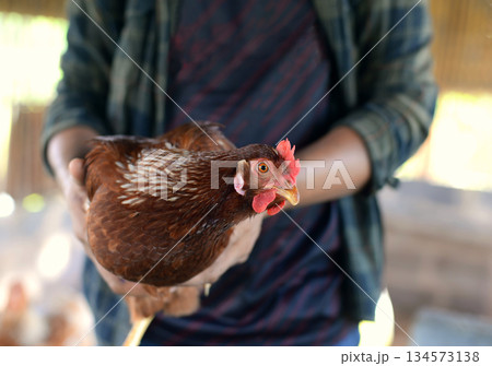 Farmers show off their laying hens in their ranch. Focus on the chicken looking at the camera. Farmers show off their laying hens in their ranch. Focus on the chicken looking at the camera. 134573138