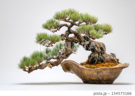 白い背景に隔離された美しい松の盆栽 134573166