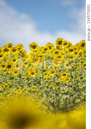 一面に広がるひまわり畑　(蒜山高原） 134573201