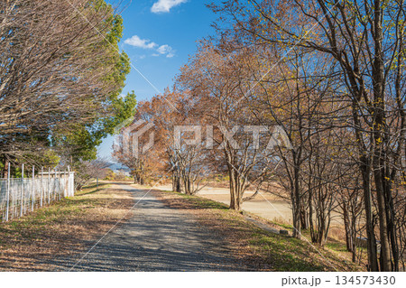 冬枯れの桂川堤防上の木々　京都市 134573430