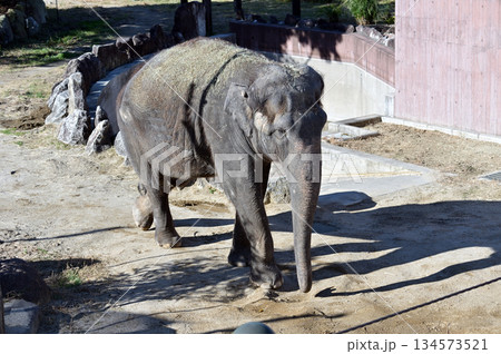 歩くアジアゾウ 歩くアジアゾウ 134573521