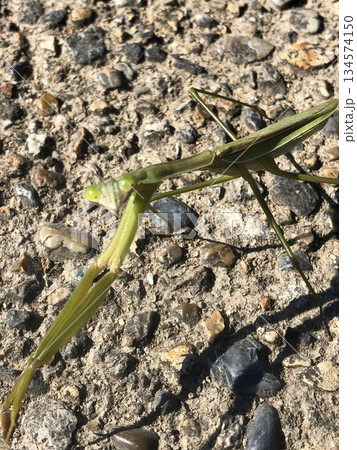 獲物を探すカマキリ 獲物を探すカマキリ 134574150