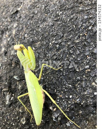 道を歩くハラビロカマキリ 道を歩くハラビロカマキリ 134574152