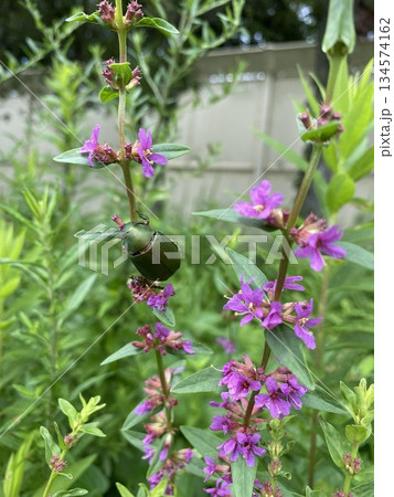 花の蜜を吸うアオドウガネ 花の蜜を吸うアオドウガネ 134574162