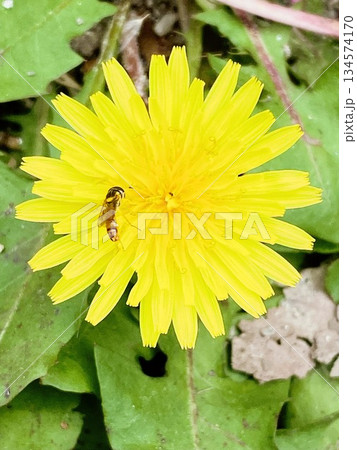 タンポポの花の蜜を吸うミナミヒメヒラタアブ 134574170