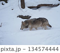 雪の中を歩くオオカミ 134574444