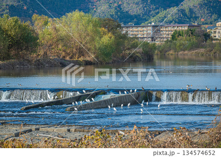 冬の桂川風景 二ノ井堰 京都市 冬の桂川風景 二ノ井堰 京都市 134574652