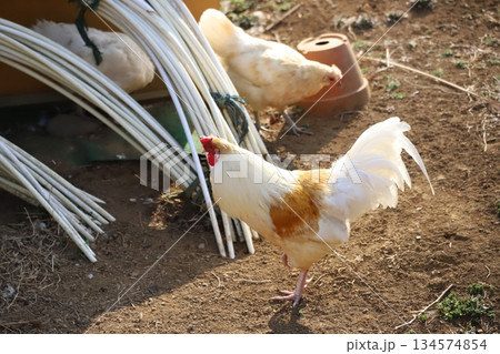 小屋の周りをウロウロするニワトリ 134574854
