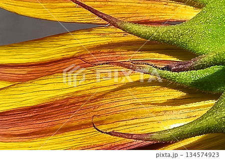 ヒマワリの花　アップ　グラフィック素材 134574923