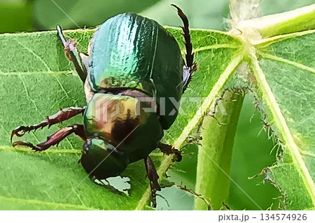 クズの葉を食べる虫 コガネムシ クズの葉を食べる虫 コガネムシ 134574926