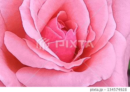 ピンクの花 アップ バラ グラフィック素材 ピンクの花 アップ バラ グラフィック素材 134574928
