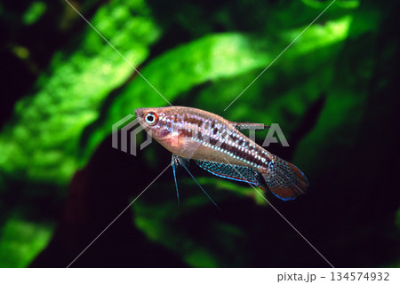 ピグミーグーラミー　アクアリウム 134574932