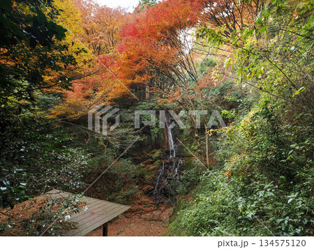 紅葉が美しい天神の滝(山口市徳地鯖河内) 紅葉が美しい天神の滝(山口市徳地鯖河内) 134575120