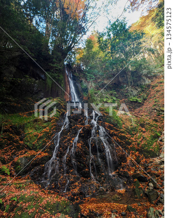 紅葉が美しい天神の滝（山口市徳地鯖河内） 134575123