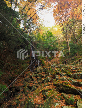 紅葉が美しい天神の滝(山口市徳地鯖河内) 紅葉が美しい天神の滝(山口市徳地鯖河内) 134575127