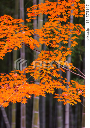 紅葉と竹林(天竜寺)_3326 紅葉と竹林(天竜寺)_3326 134575147