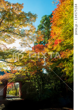 紅葉の常照寺_3614 紅葉の常照寺_3614 134575164