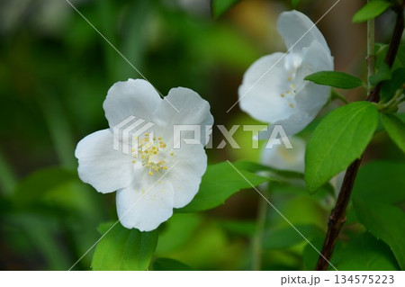 バイカウツギの花 バイカウツギの花 134575223