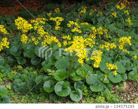 ツワブキの黄色い花 134575285