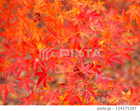 紅葉のある風景 134575397