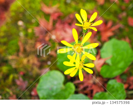 ツワブキの黄色い花 134575398