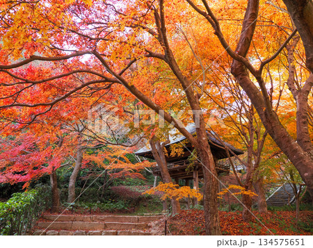 紅葉のある風景 134575651