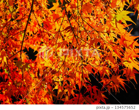 紅葉のある風景 紅葉のある風景 134575652