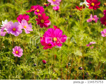 コスモスのある風景 コスモスのある風景 134575753