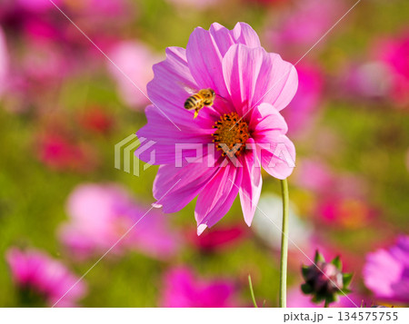 コスモスのある風景 コスモスのある風景 134575755