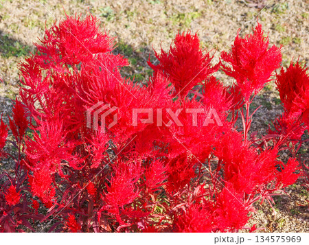 ピンク色のケイトウの花 ピンク色のケイトウの花 134575969