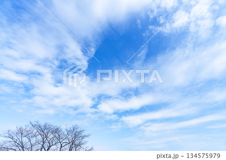 冬空と雲と木立 冬空と雲と木立 134575979