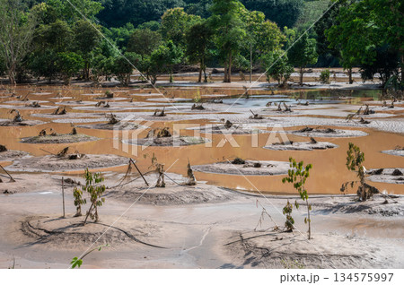 Durians farm fields in Chiang Rai province have been covered with flood waters and mud after typhoon Yagi swept across Thailand. Durians farm fields in Chiang Rai province have been covered with flood waters and mud after typhoon Yagi swept across Thailand. 134575997