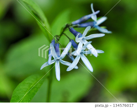 チョウジソウのある風景 134576017
