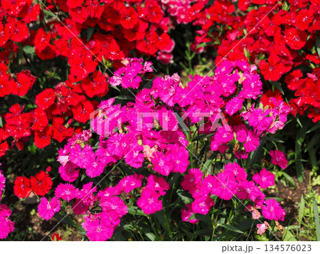 ナデシコのある風景 134576023