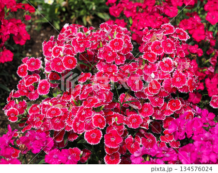 ナデシコのある風景 134576024