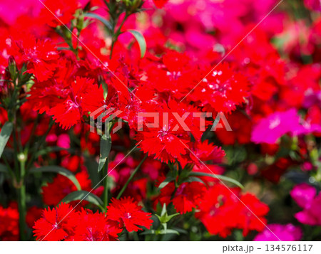 ナデシコのある風景 134576117