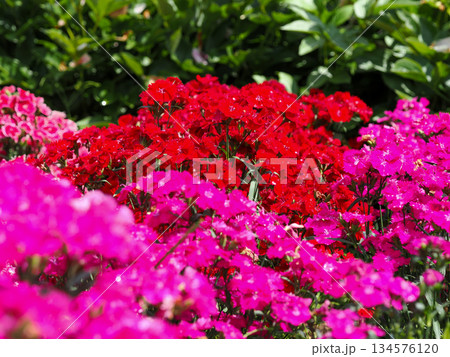 ナデシコのある風景 134576120