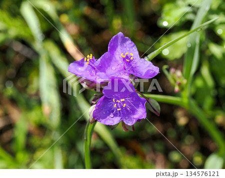 オオムラサキツユクサのある風景 134576121
