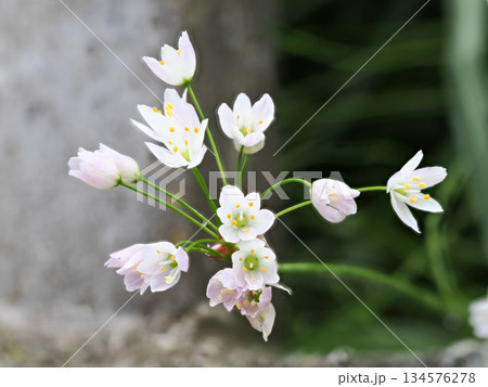 自生するヒメウツギ 134576278