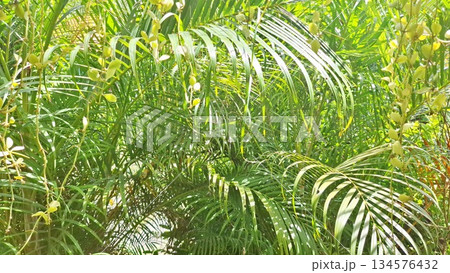 Tropical Palm Leaves Green Nature Background with Sunlight and Lush Foliage Tropical Palm Leaves Green Nature Background with Sunlight and Lush Foliage 134576432