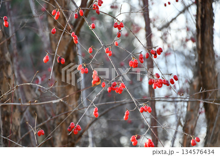 山茱萸の赤い実　Cornelian cherry fruit 134576434