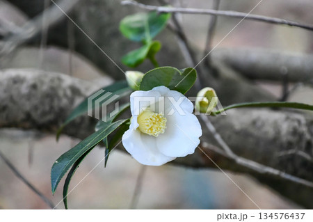 椿「白侘助」　Camellia white wabisuke 134576437