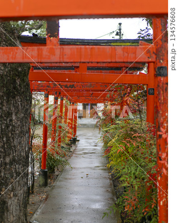 雨に濡れた神社の参道と鳥居 雨に濡れた神社の参道と鳥居 134576608