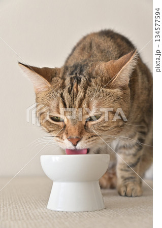 室内の光に包まれて水を飲む猫の姿 室内の光に包まれて水を飲む猫の姿 134577594