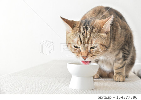 室内の光に包まれて水を飲む猫の姿 室内の光に包まれて水を飲む猫の姿 134577596