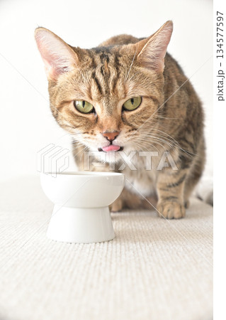 室内の光に包まれて水を飲む猫の姿 134577597